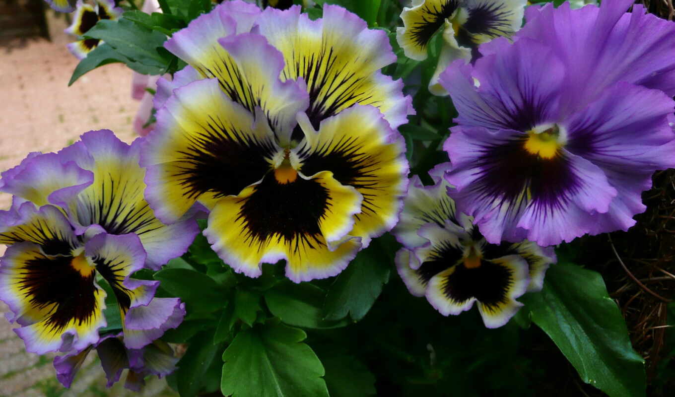 flowers, eye, pansy, The main feature