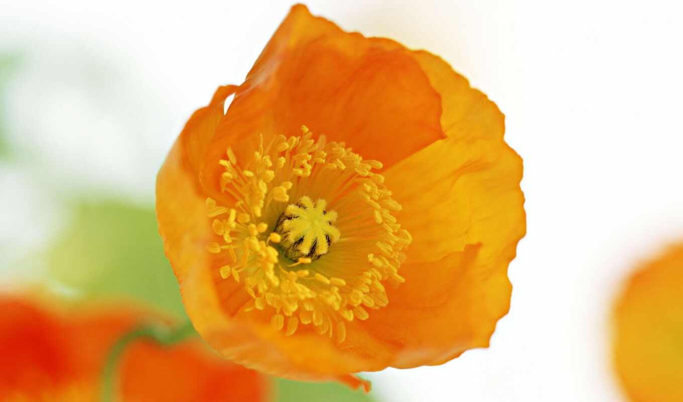 flowers, orange, poppy