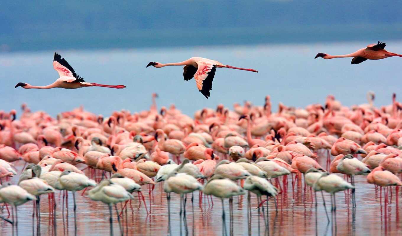 flamingo, day, Africa, trek, safari