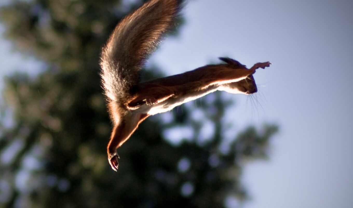 squirrels, animals, flying, everything, protein, fly