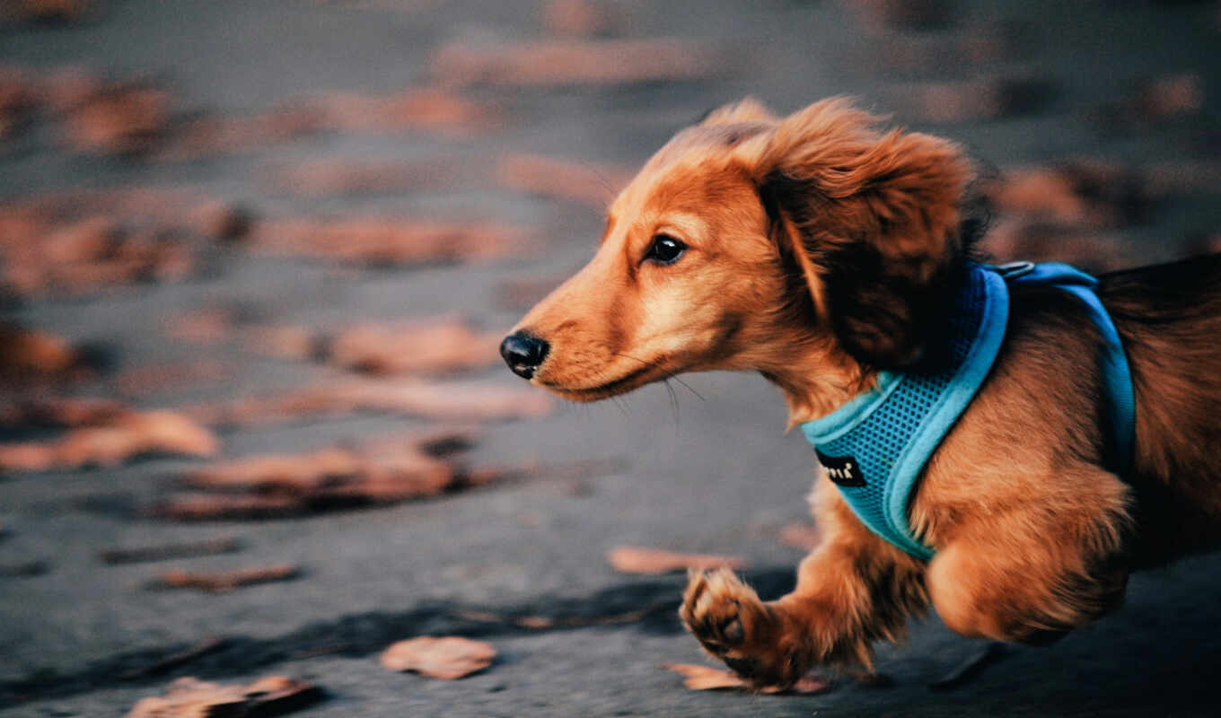 dog, autumn, run, dachshund