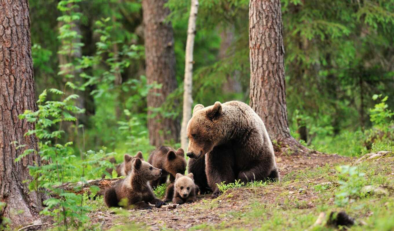 зелёный, лес, медведь, trees, медвежата, ursa, медвежатами