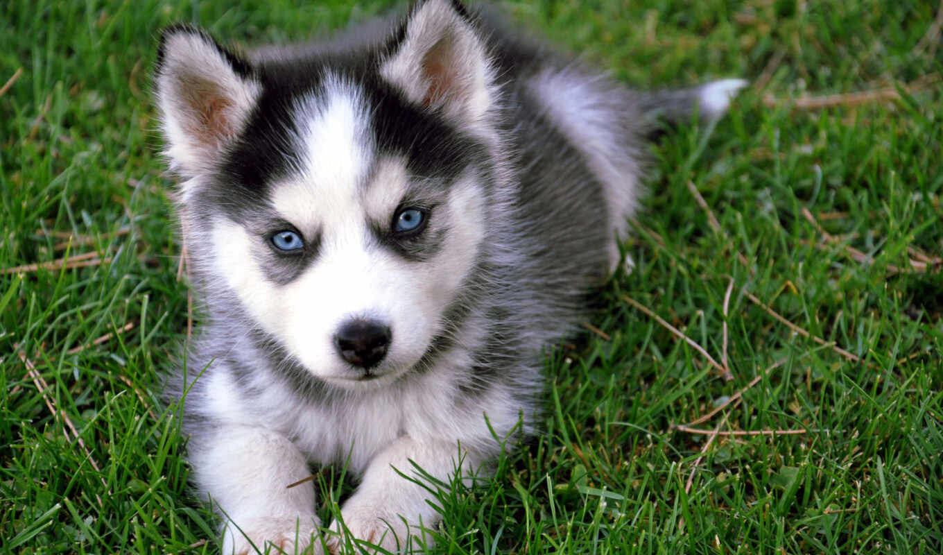the most, they, dogs, husky, pupils, lovely, siberian, nature, babies