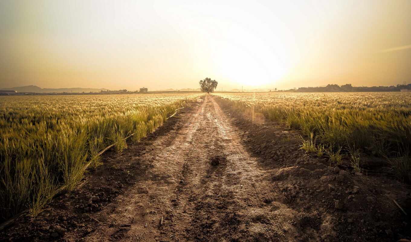 дорога, поле, among, пшеницы, грунтовая, margin, поспевающей, фермерского