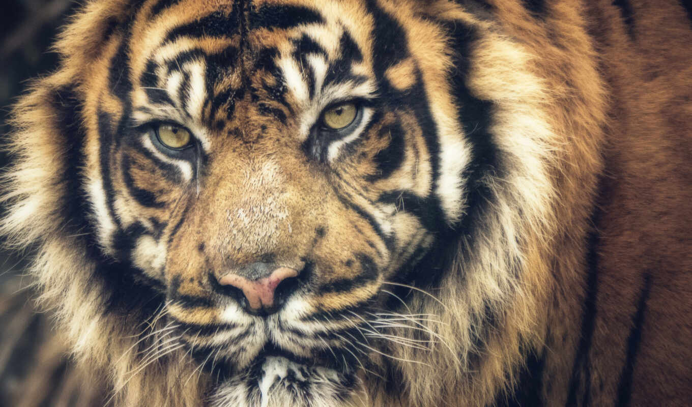 tiger, tigris
