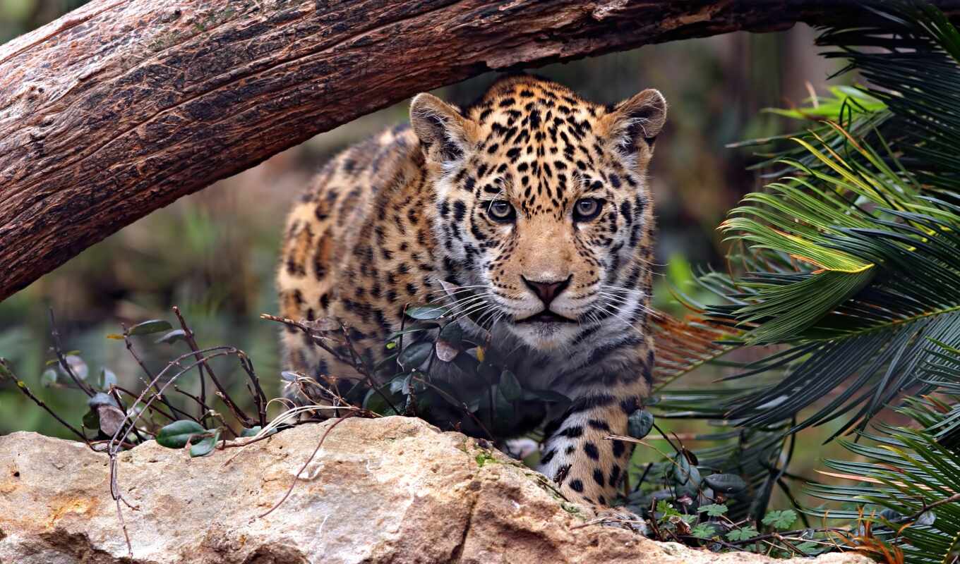 природа, взгляд, лист, дерево, камень, кот, леопард, морда, jaguar, красивый