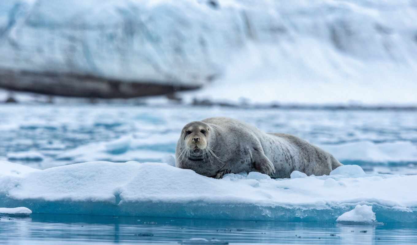 seal, animal