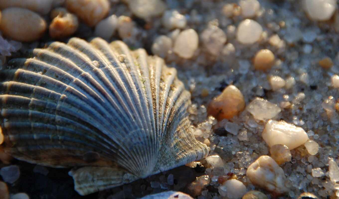 stone, shell