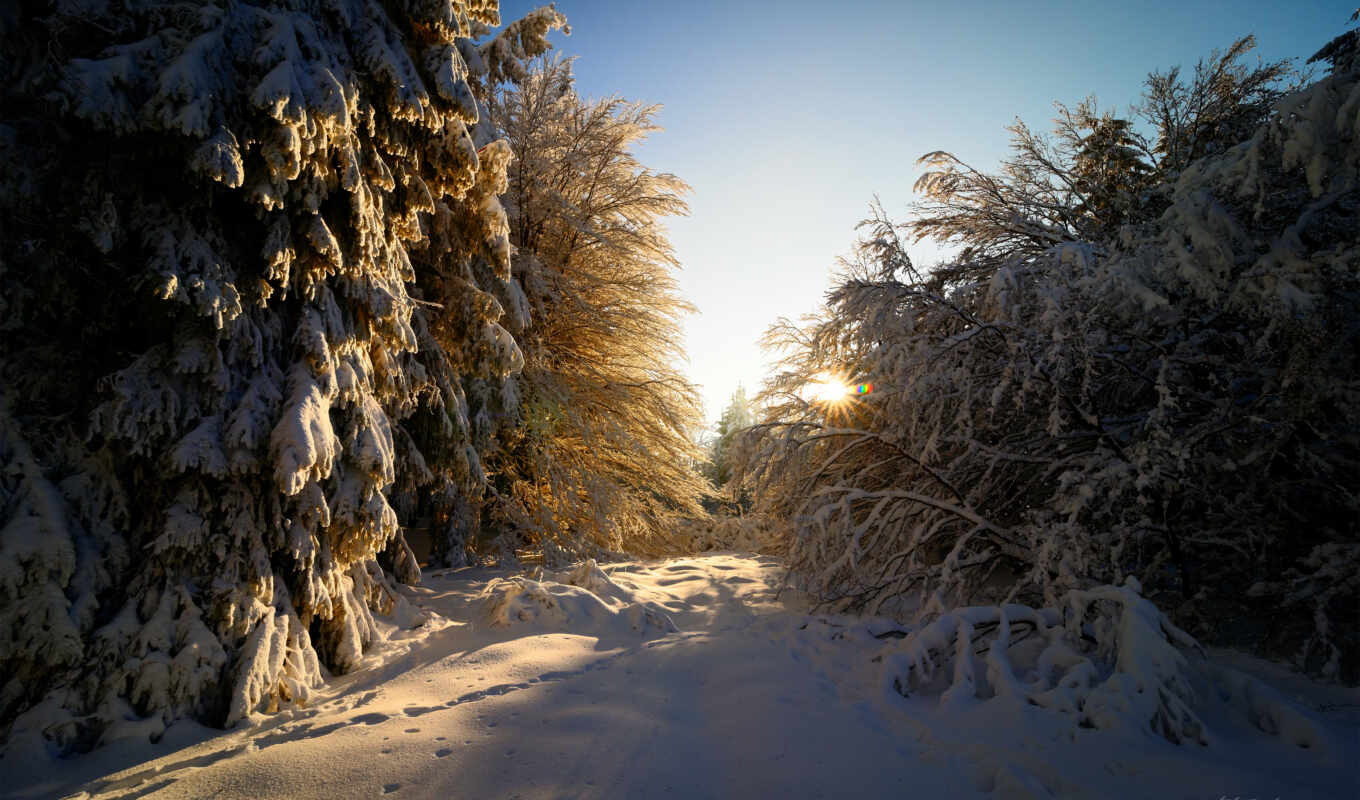 sun, light, winter, forest, february