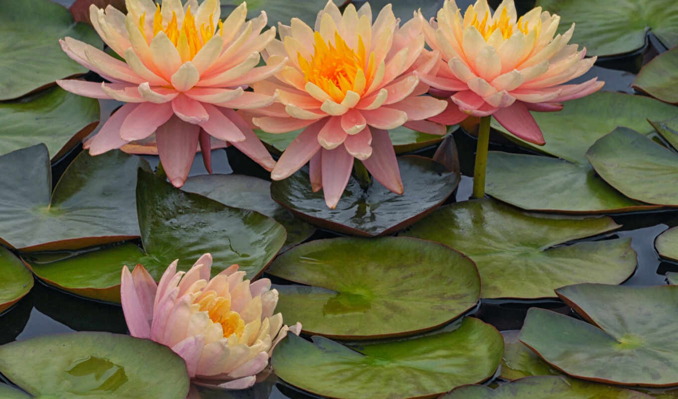 цветы, water, lotus, lily