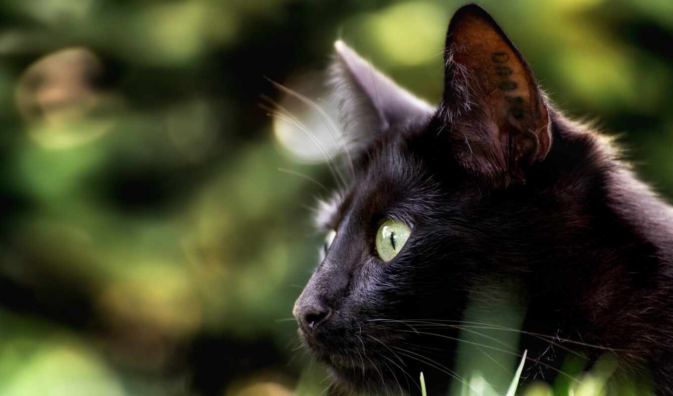 black, взгляд, кот, смотреть