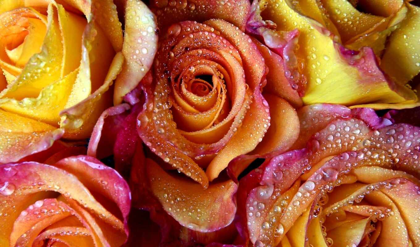цветы, роза, drop, розовый