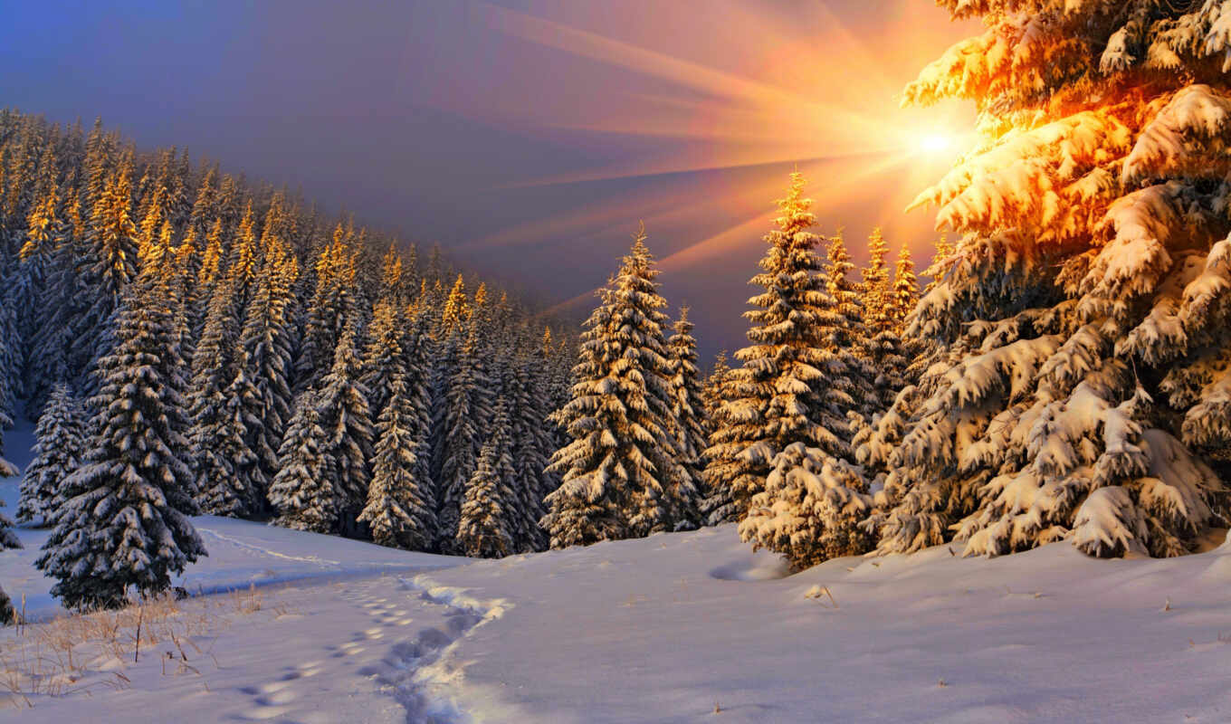 природа, sun, дерево, снег, winter, landscape, sunlight, pine, ray, fore