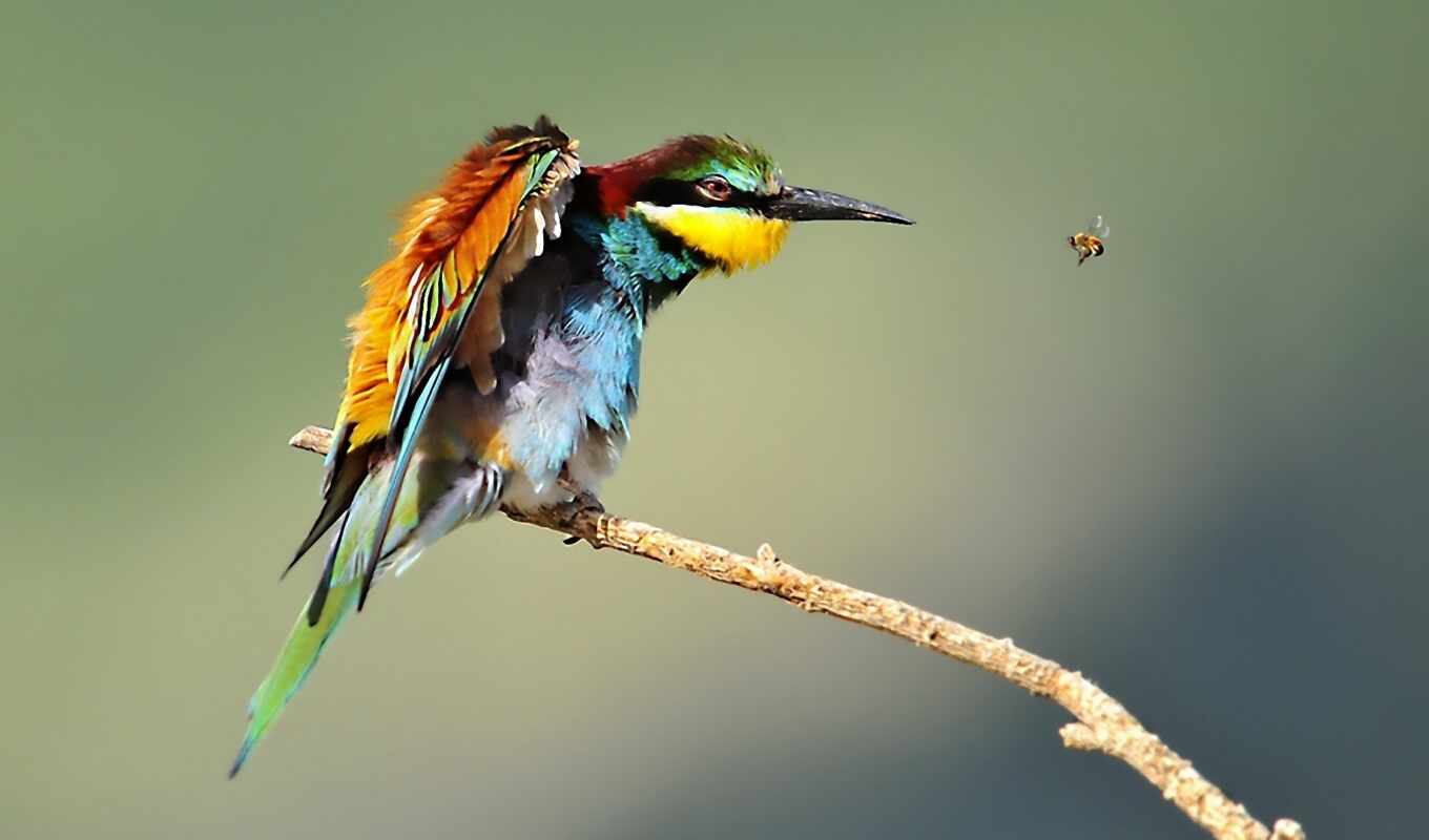 природа, пчелка, зелёный, животные, птица, branch, animal, yellow, едок