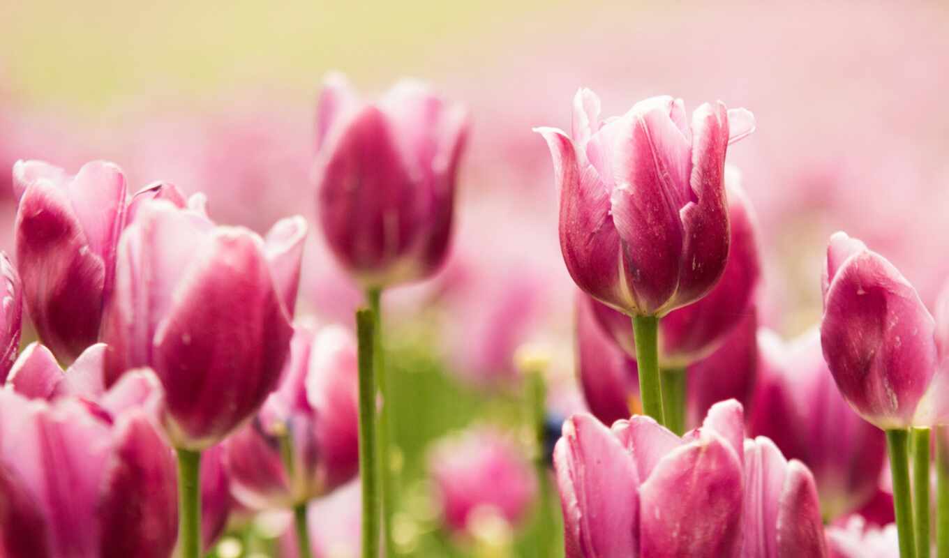 desktop, flowers, tulips, resolutions, available, phones