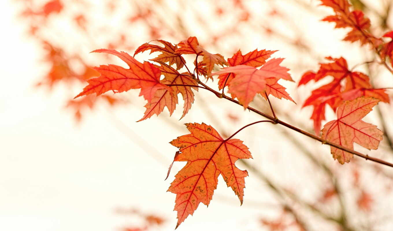 красные, листва, branch, maple, осенние, блики