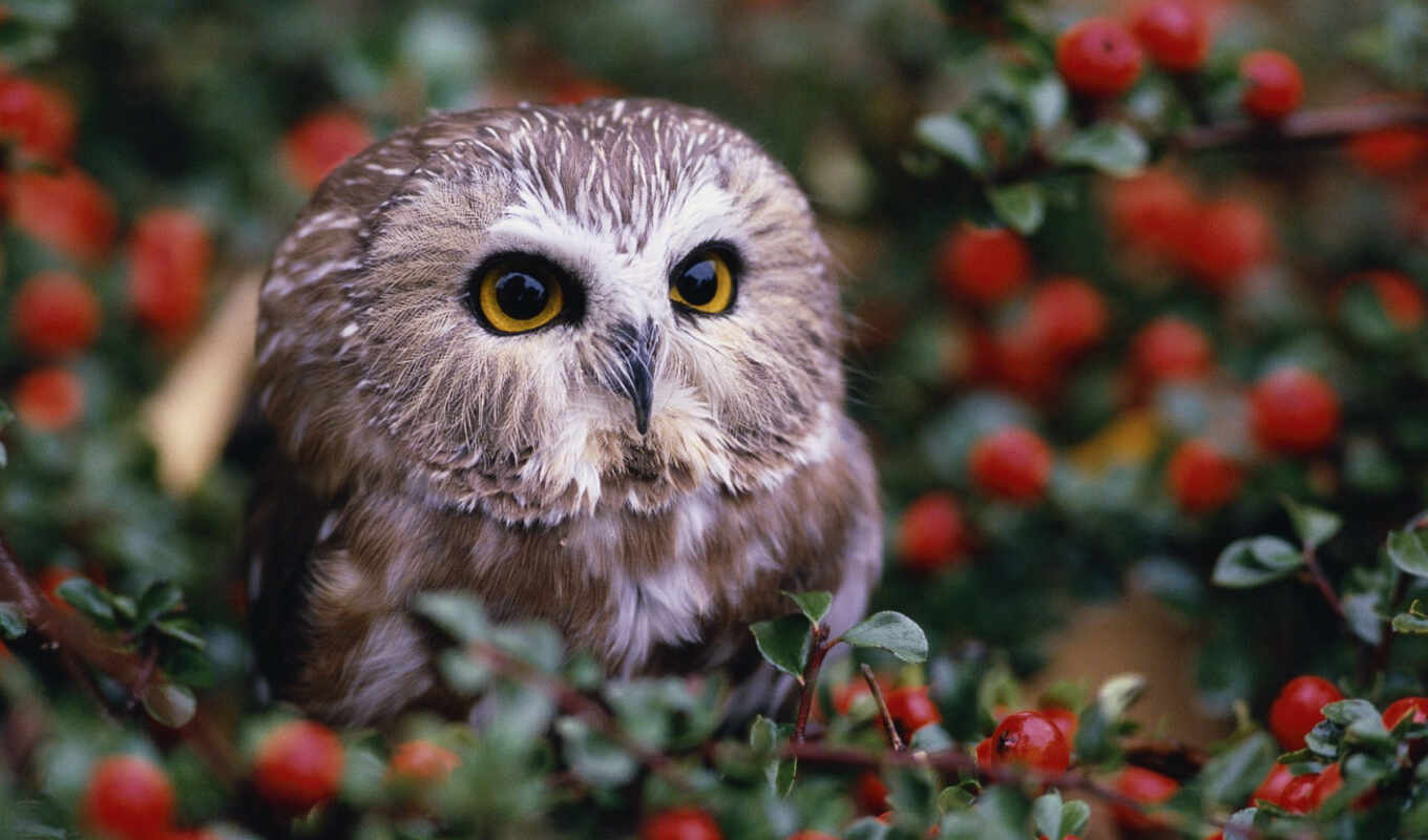 owl, little, berries, bushes, berries