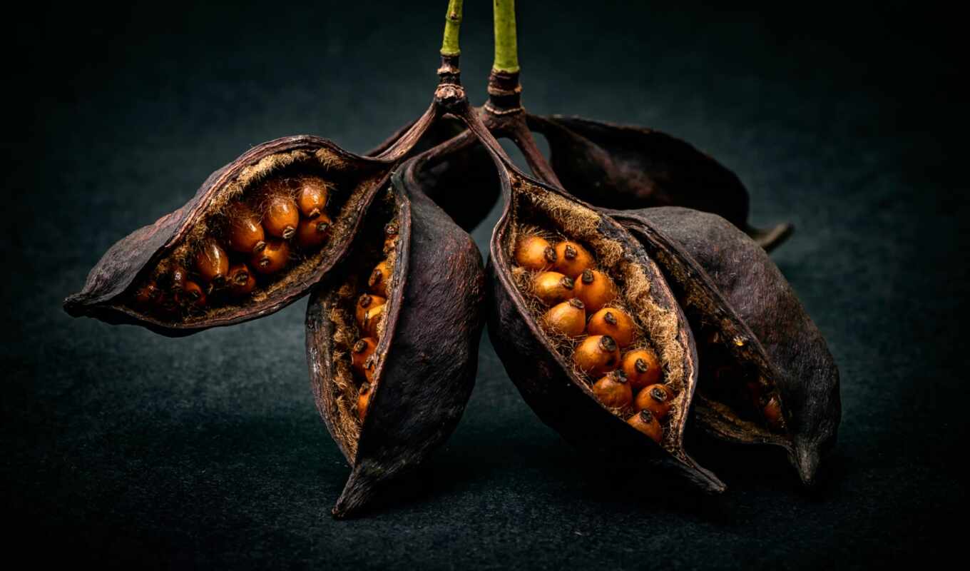 macro, still, photography, life, fruits, seeds, the benefit, seeds