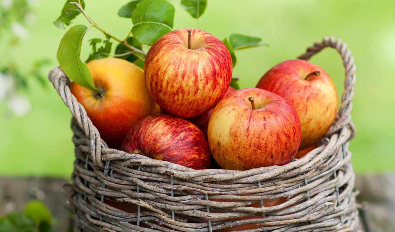 природа, apple, лист, one, осень, плод, корзина, drawing, урожай, meal