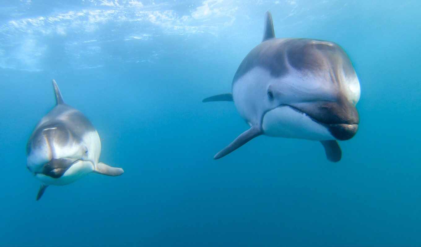 nature, photo, blue, water, ocean, dolphin, underwater, miro, delphine