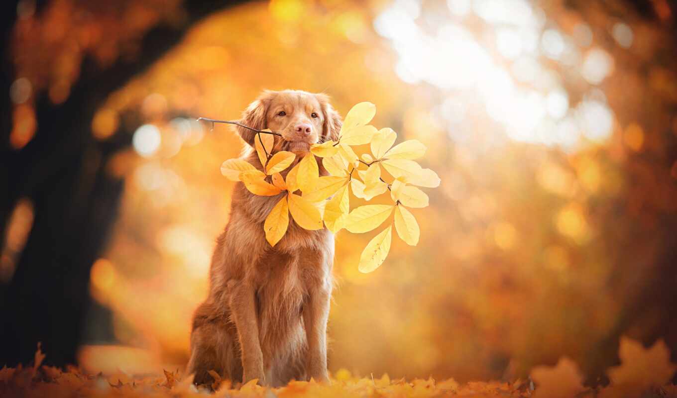 собака, осень, лист