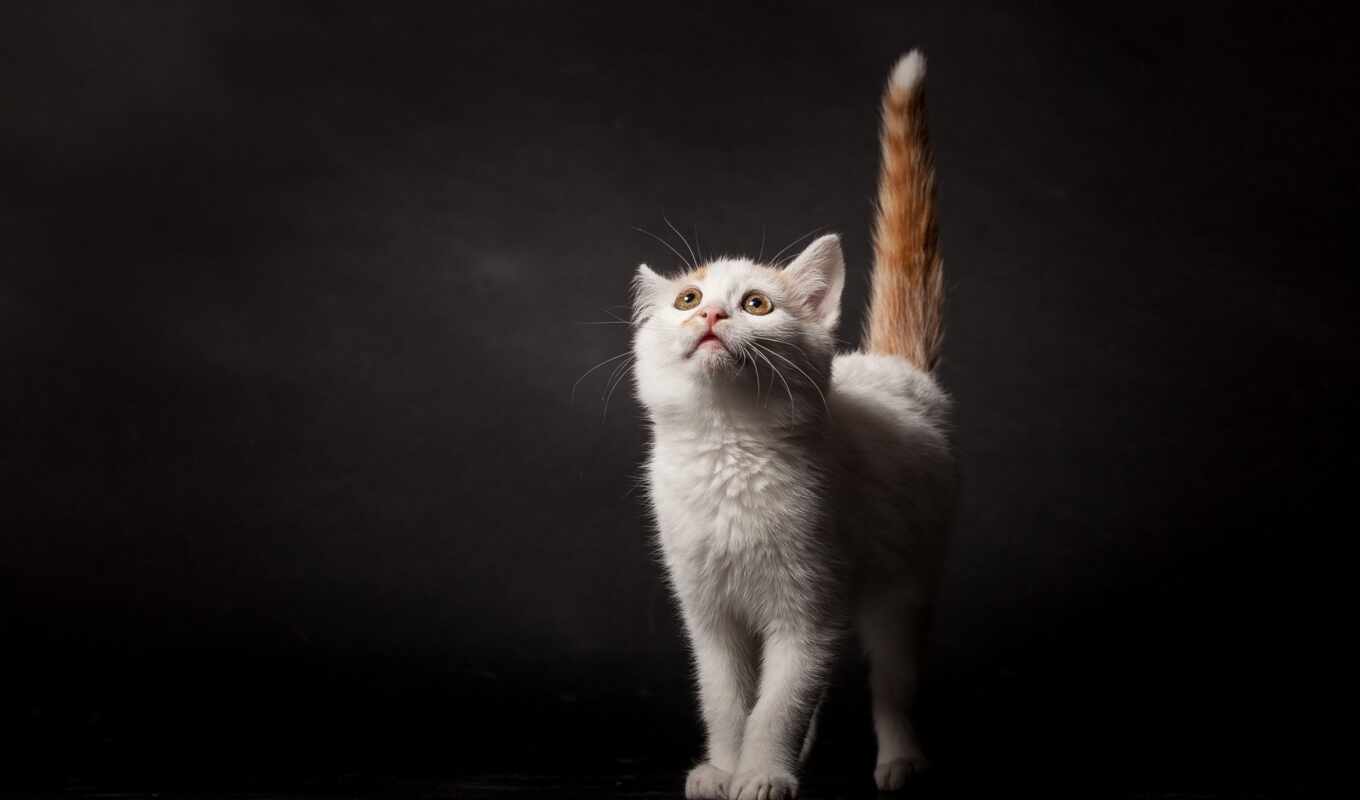 white, cat, kitty, tail