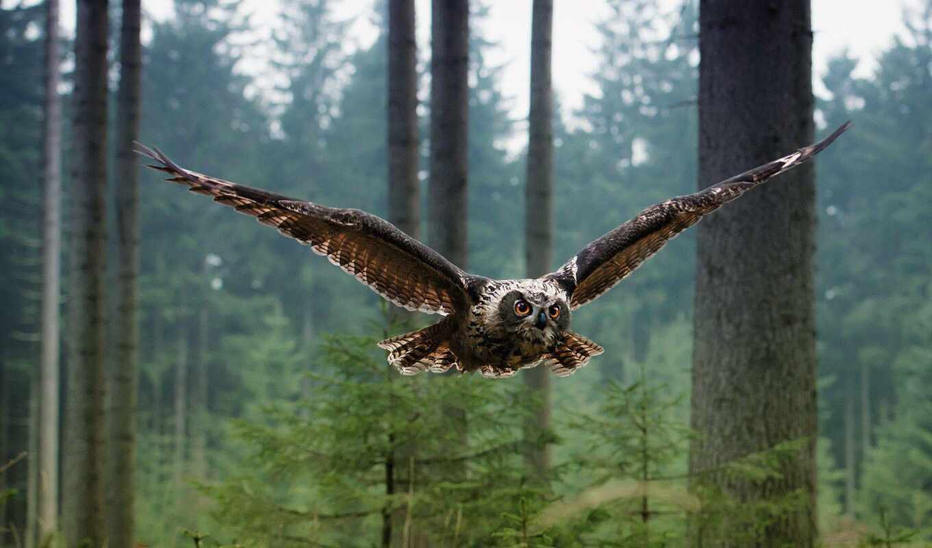 flight, forest, owl, bird, fly
