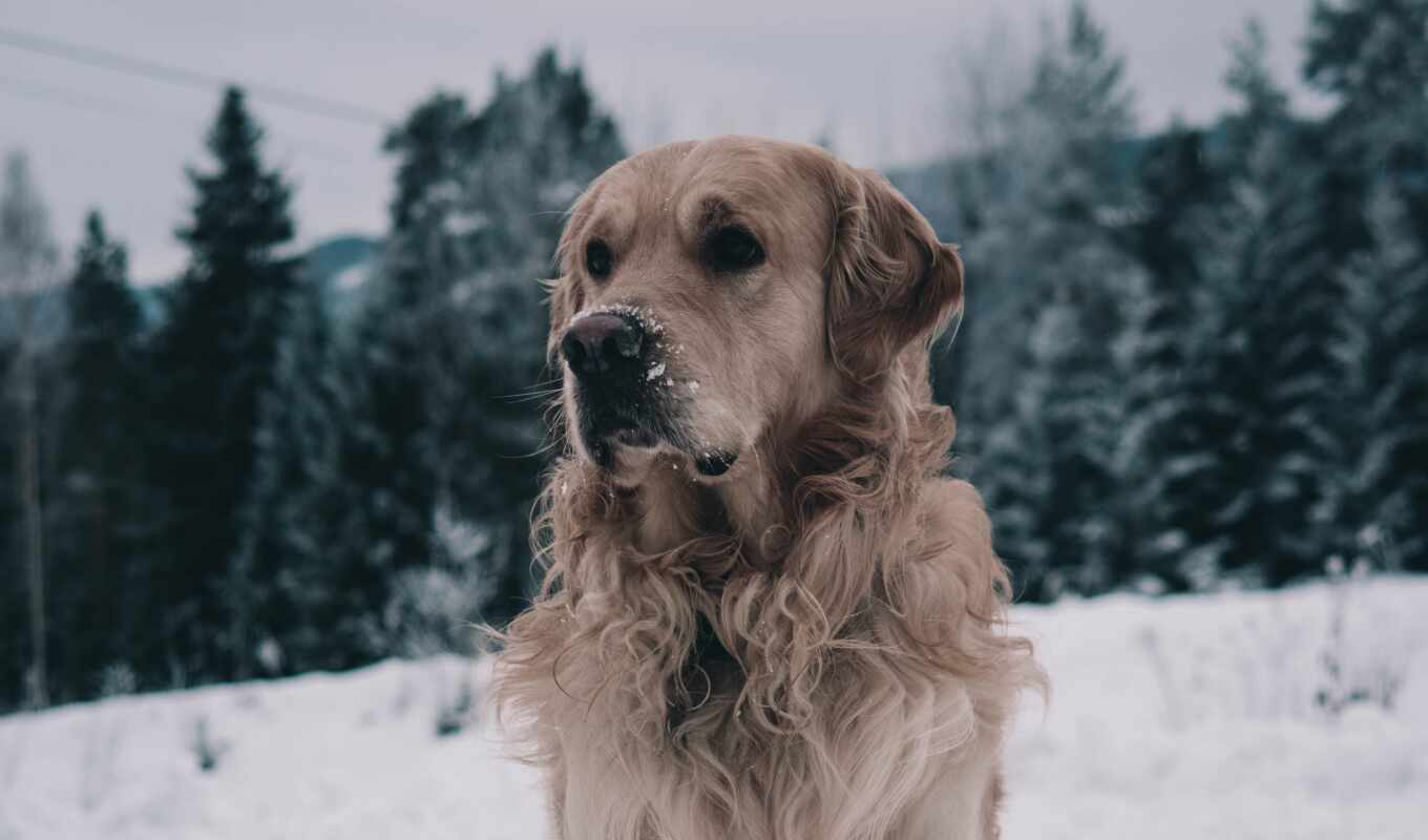 winter, собака, labrador, retriever
