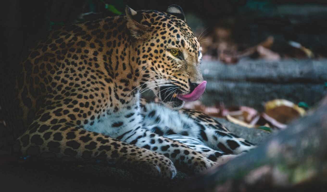 леопард, alioboi, furqan