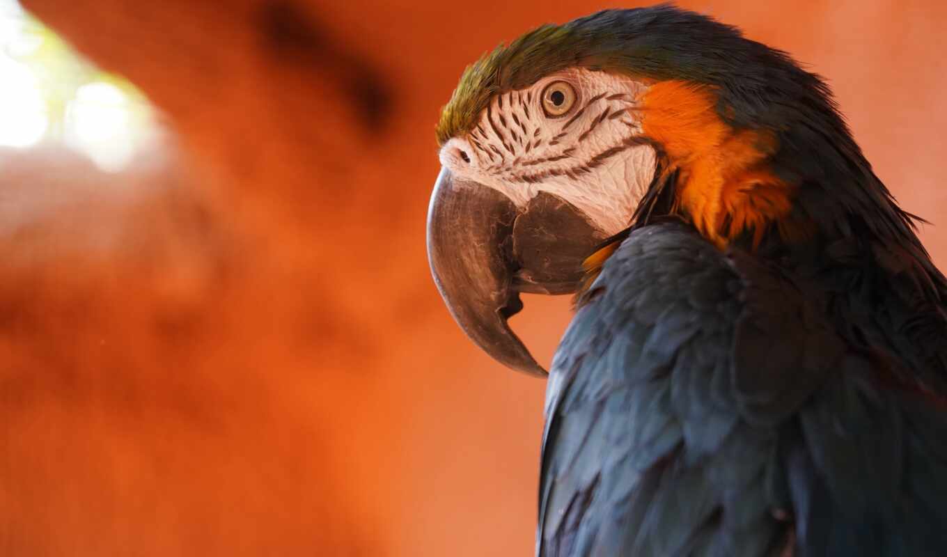 sandbox, a parrot
