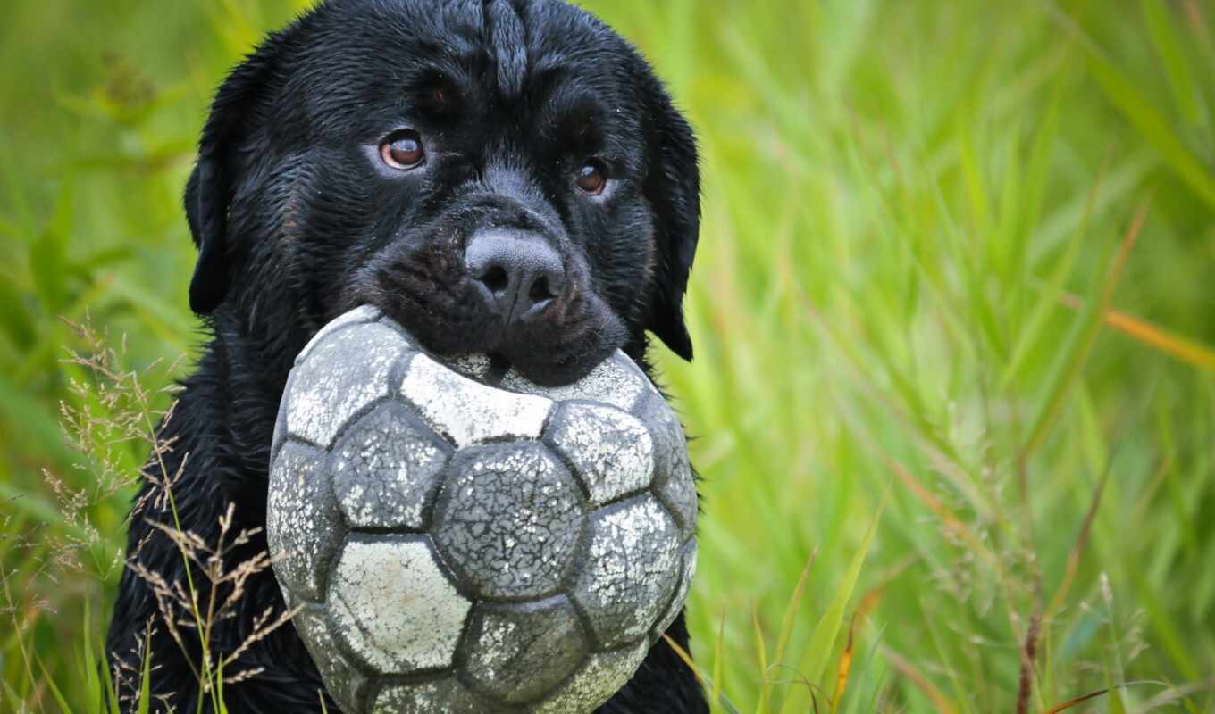 трава, собака, щенок, морда, labrador, animal, мяч, retriever