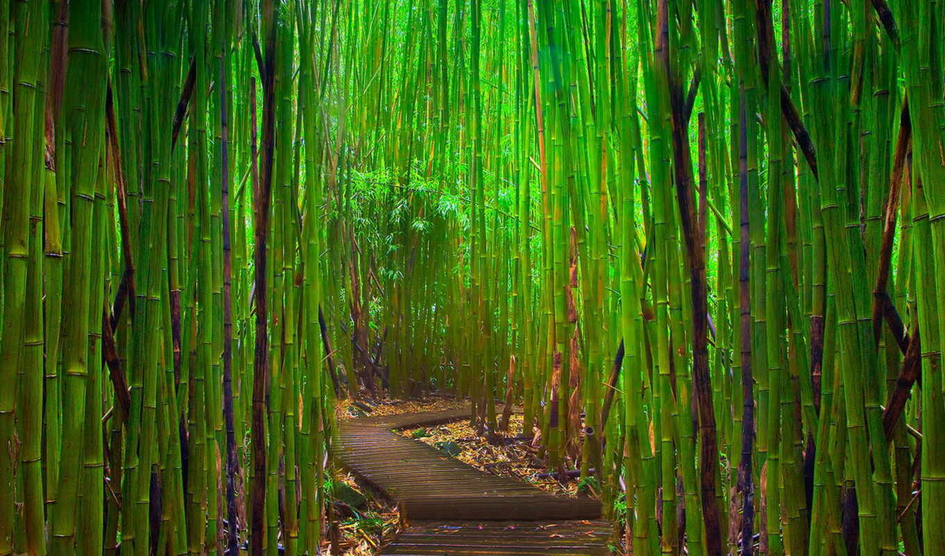 jungle, широкоформатные, зелёный, бамбук, тропинка, роща