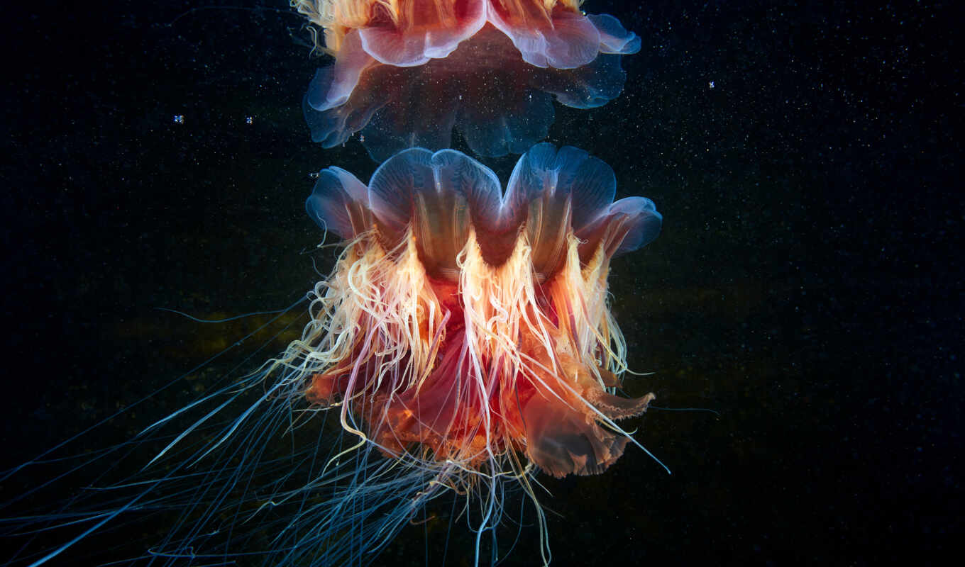 медуза, волосистая, цианея