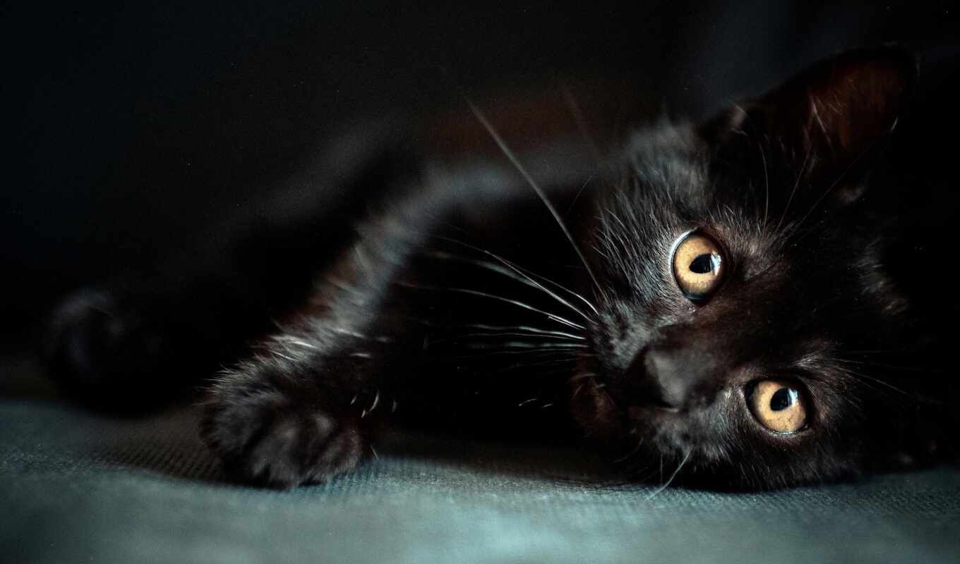 black, кот, кошки, котенок, leg, mat