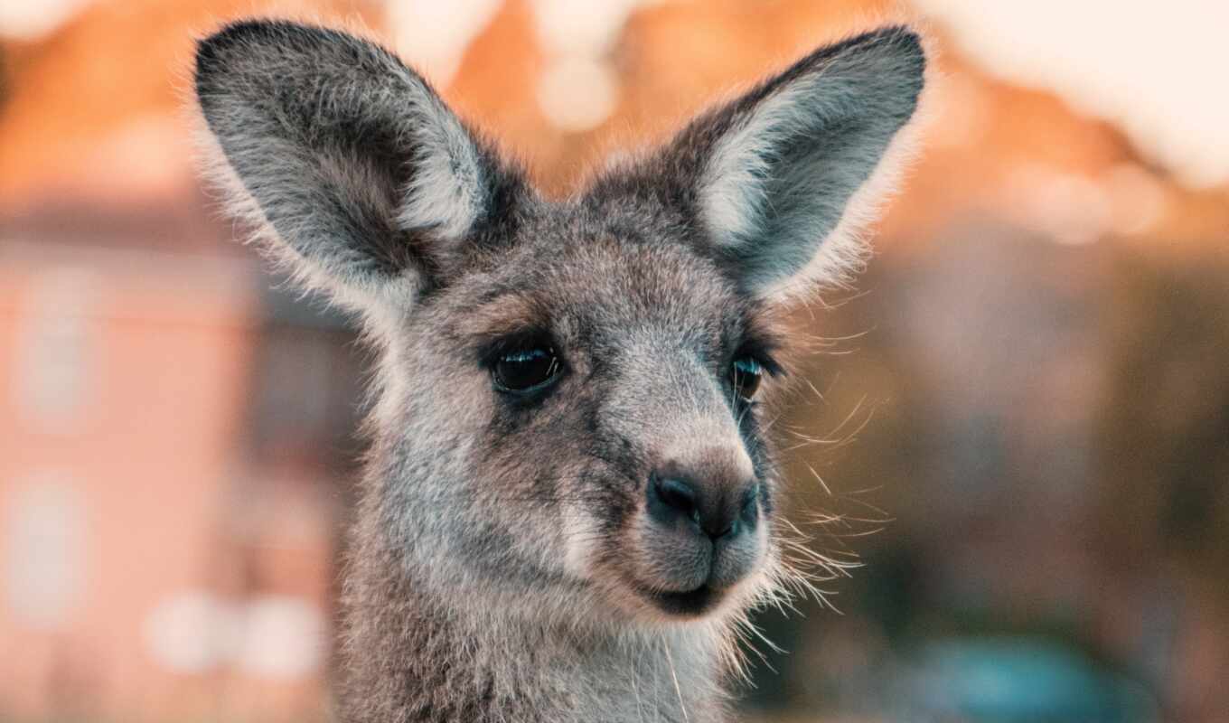 mac, ноутбук, одеяло, австралия, cute, серьги, планшетный, смотреть, kangaroo