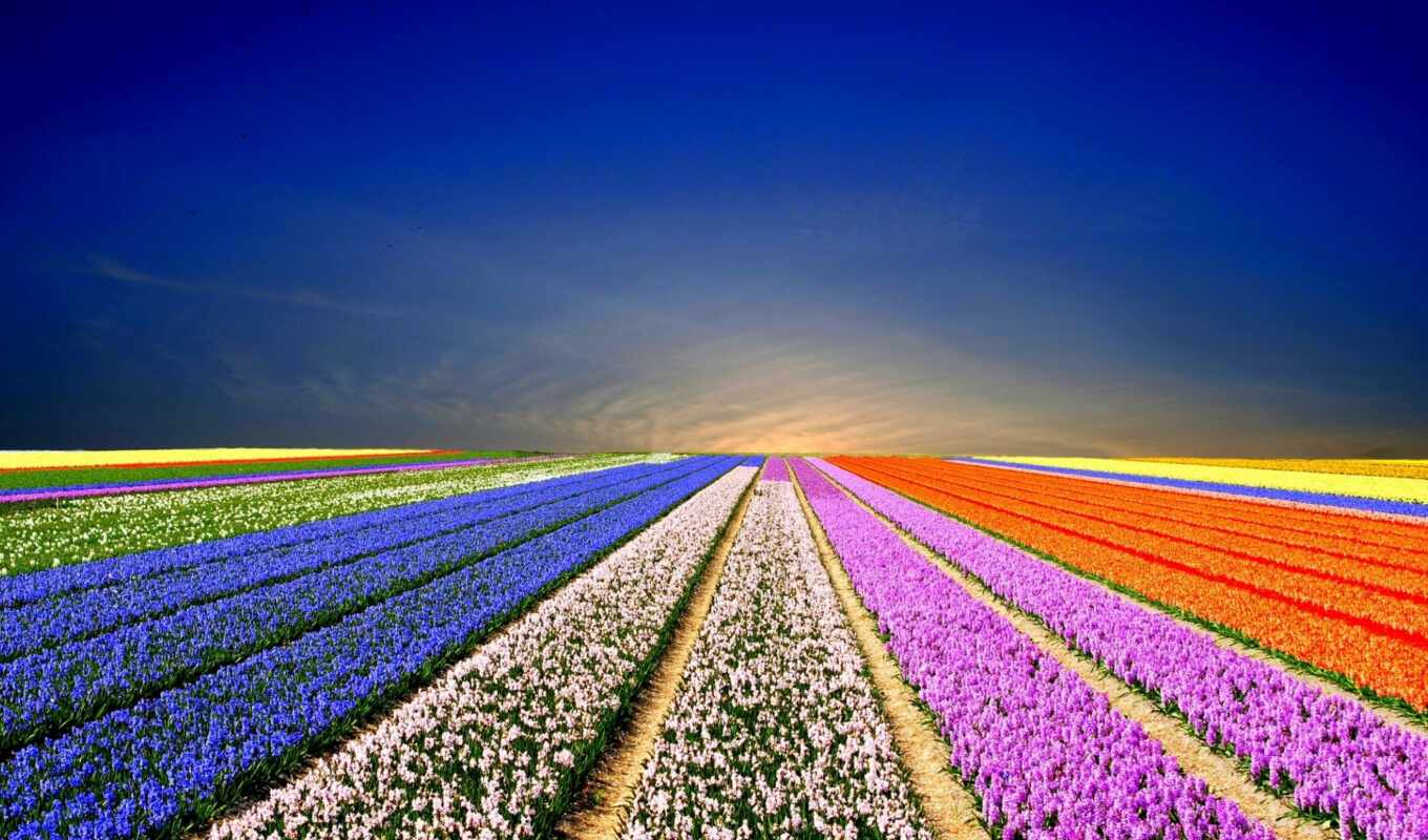 nature, flowers, field, funny, beautiful, collect