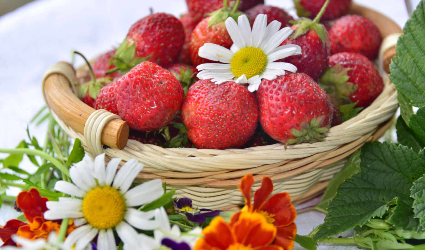 white, red, fond, daisy, basket, strawberry, berry, margarita, fresa, cesta, bayas