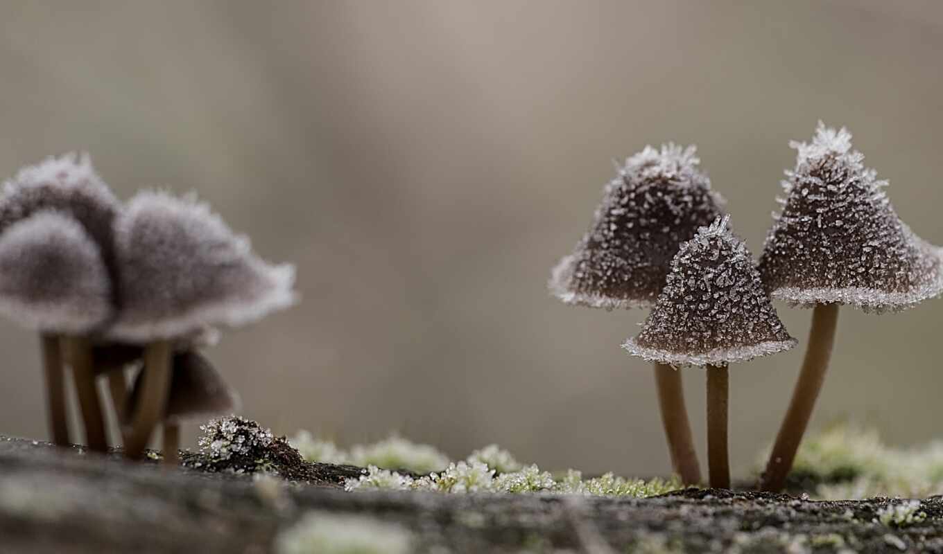 nature, frost, mushroom, makryi