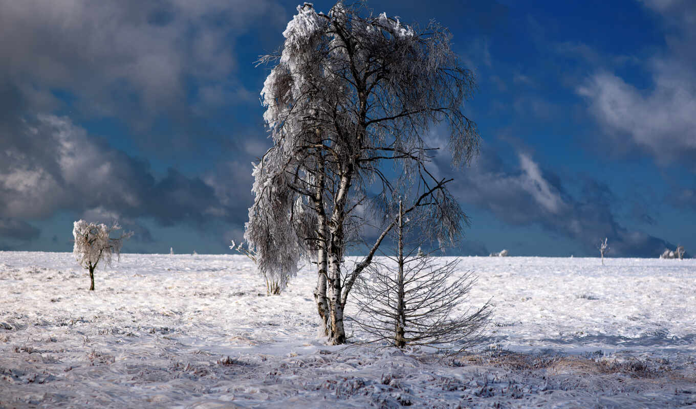 снег, дерево, winter