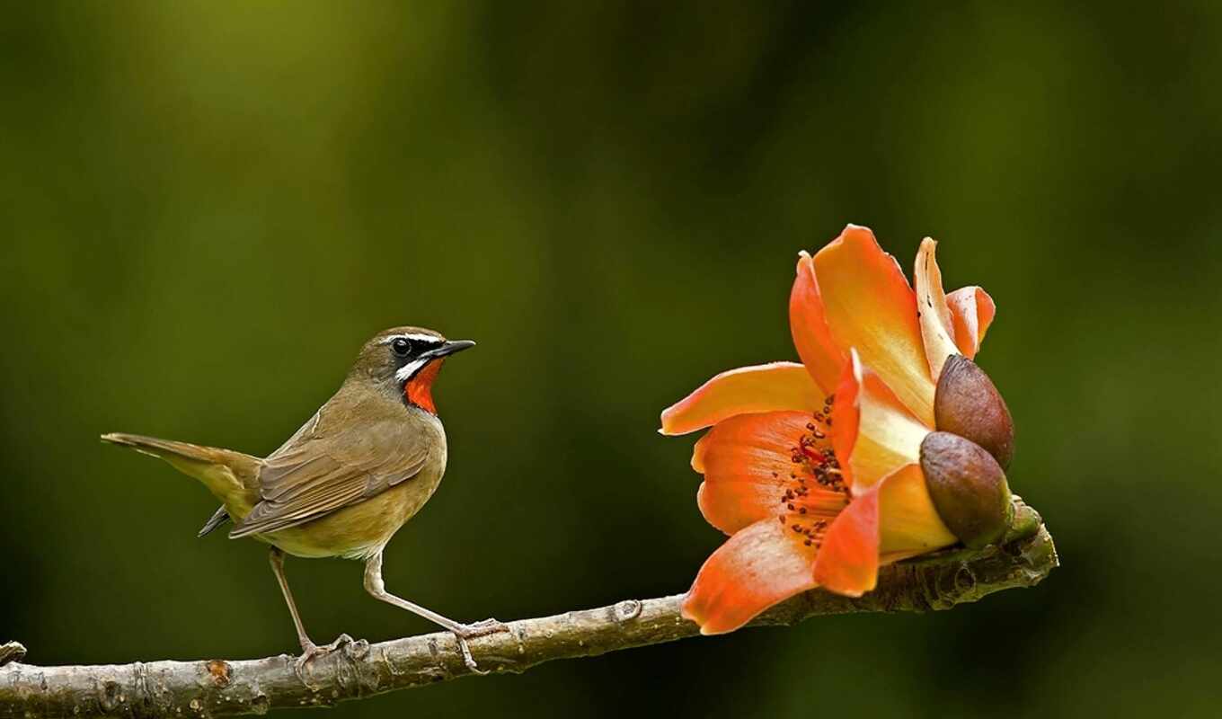 flowers, bird