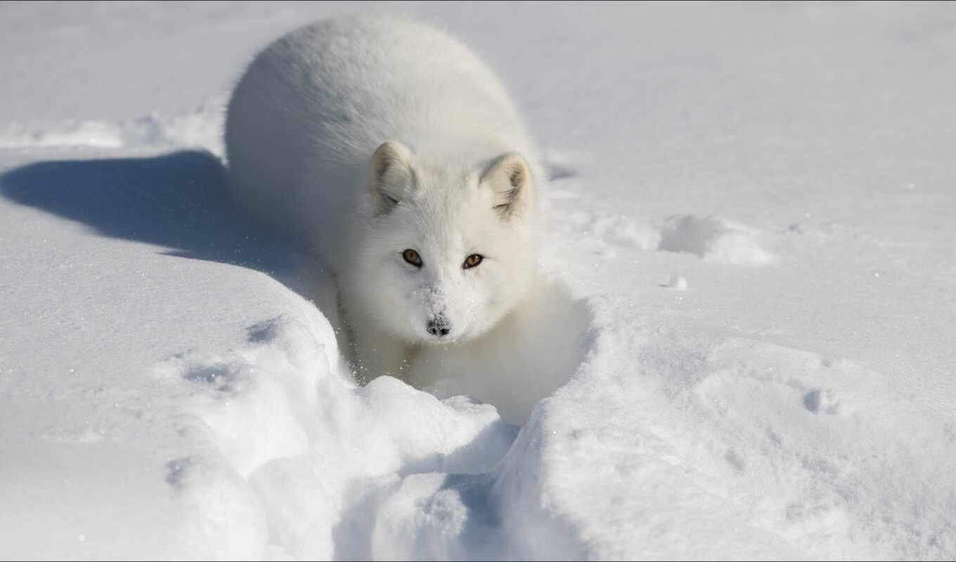 snow, winter, fox, arctic