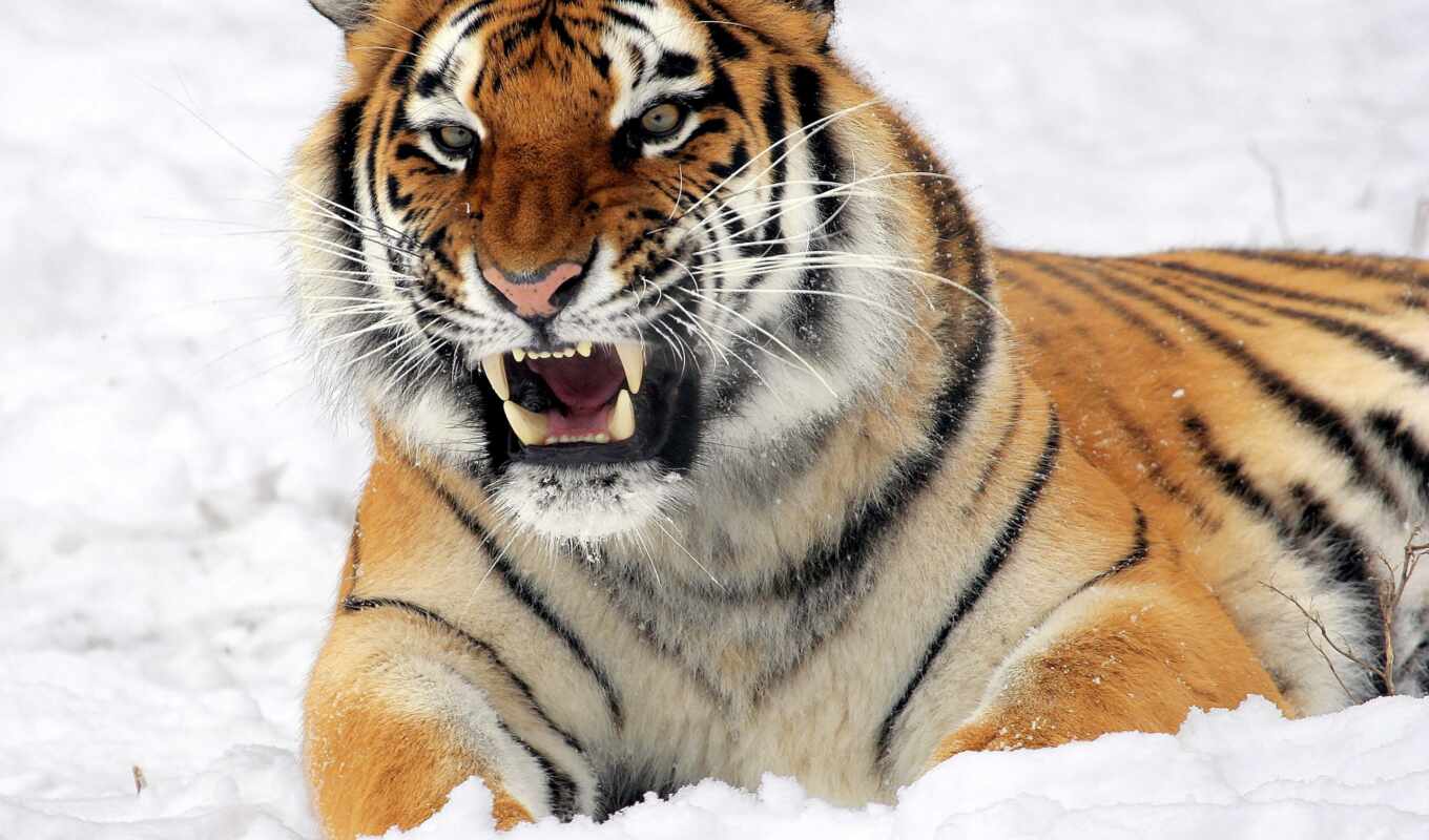 amur, тигр, тигры, тигра, altaica, panthera, tigris, тигров, амурского, уссурийский