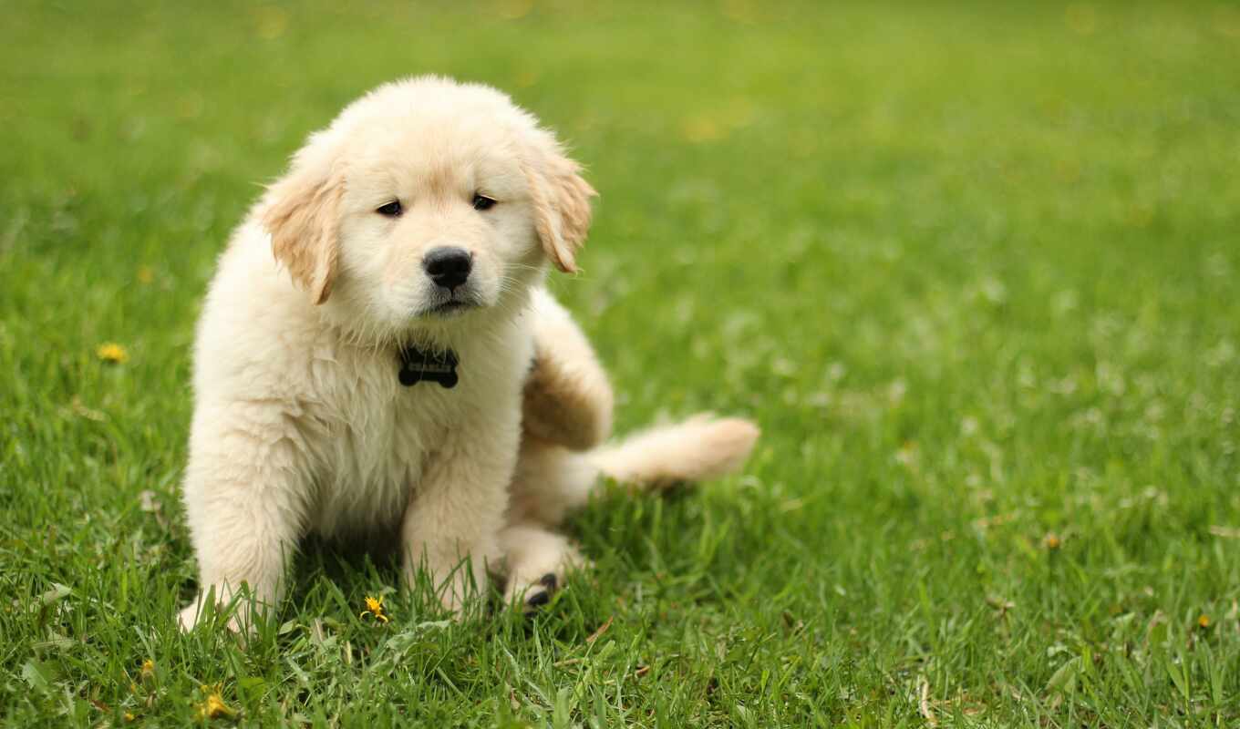 grass, dog, golden, animal, retriever, lawn