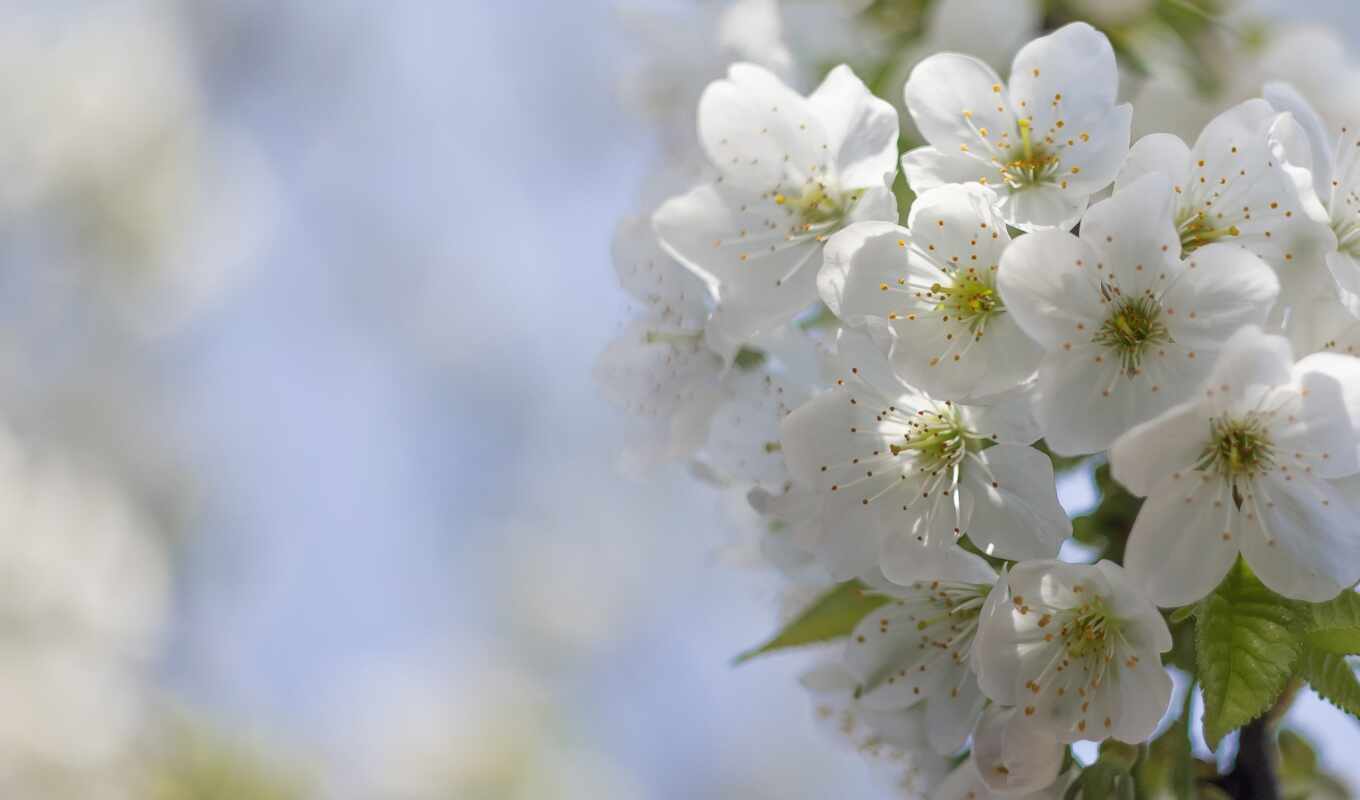 flowers, picture, april, cherry, blossom, side, bloom, cool, collect, pump up