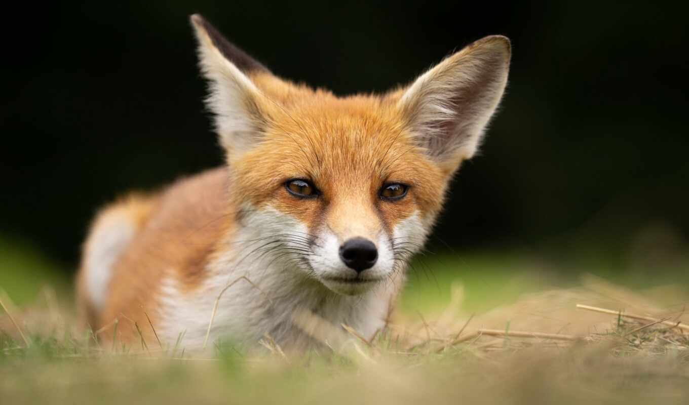 head, picture, red, eyes, fox