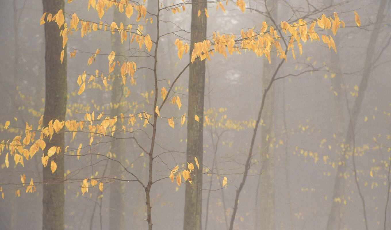лес, осень, туман, nova, вида, hardwood, fore