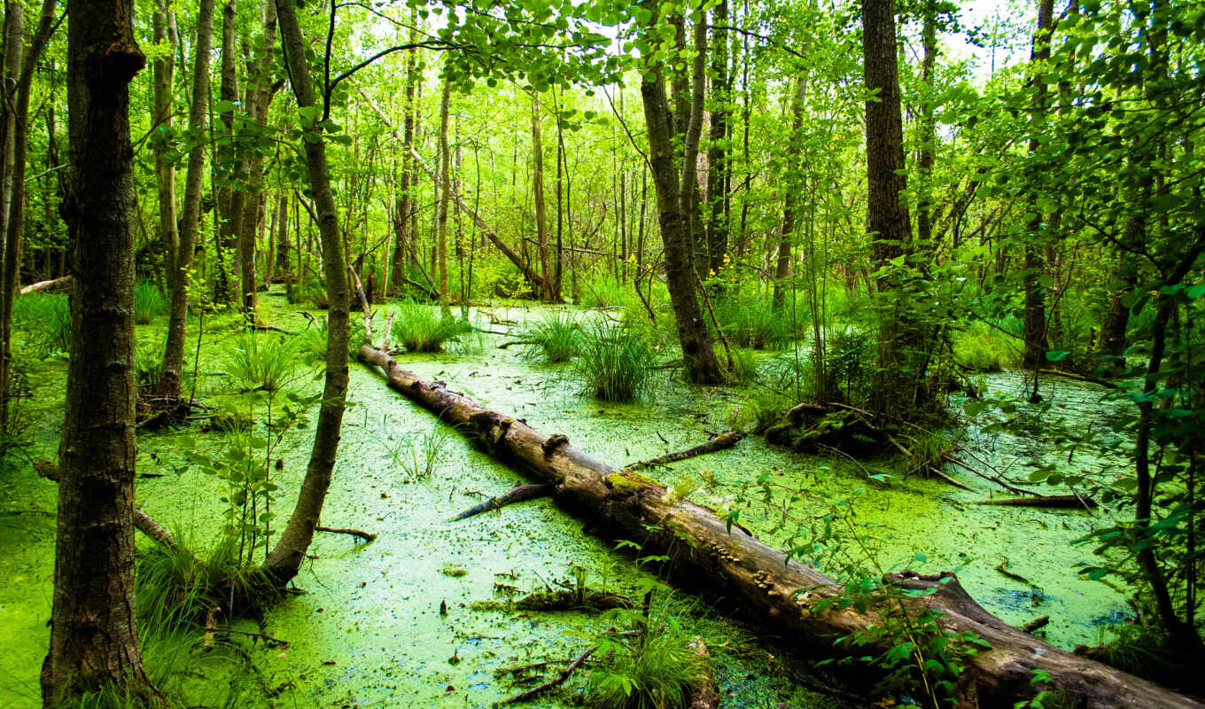 swamp, prerb, prikolotsya