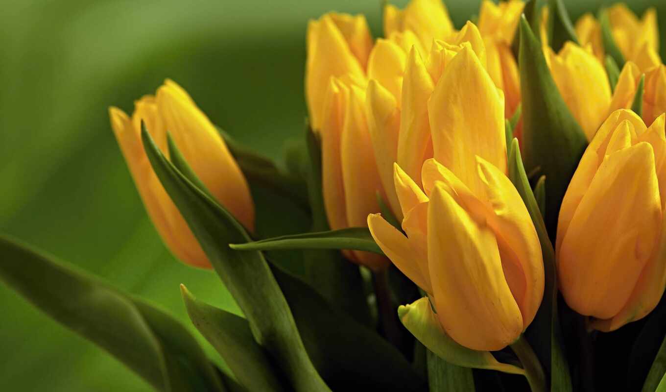 yellow, tulip