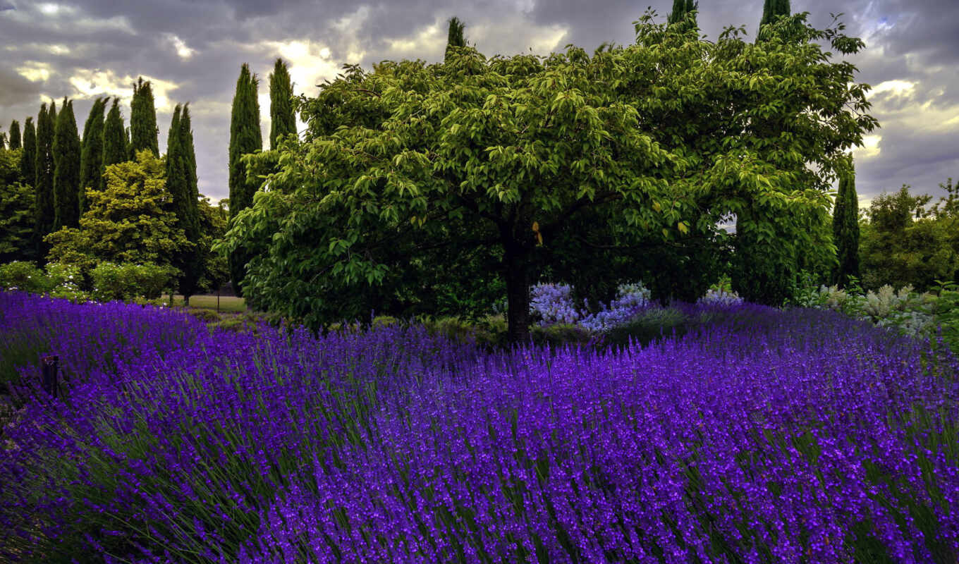 природа, цветы, дерево, облако, lavender, лаванда