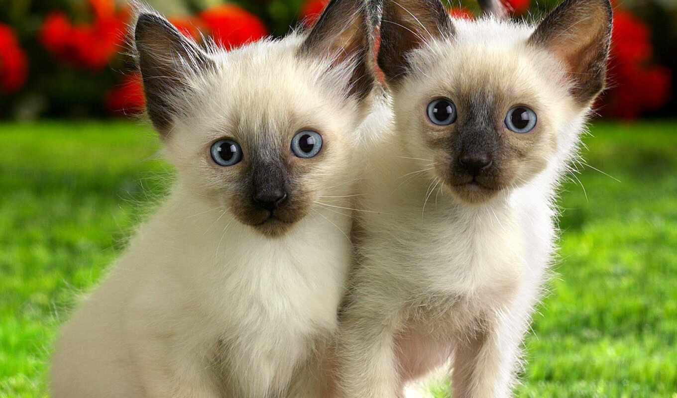 cat, cute, kitty, animal, siamese